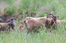 soay-sheep-ovis-aries-4