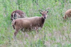 soay-sheep-ovis-aries-5