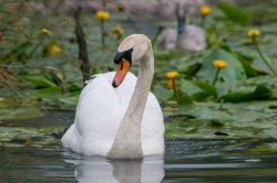 mute-swan-cygnus-olor-3