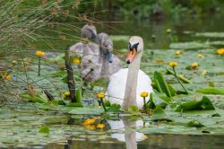 mute-swan-cygnus-olor-4