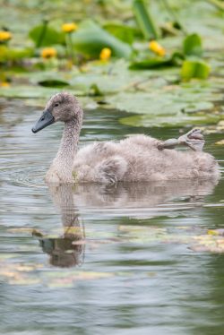 mute-swan-cygnus-olor-5