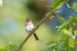 common-reed-bunting-emberiza-schoenicius