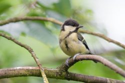 great-tit-parus-major-8