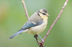blue-tit-cyanistes-caeruleus-7