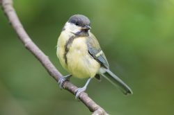 great-tit-parus-major-9