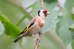 goldfinch-carduelis-carduelis