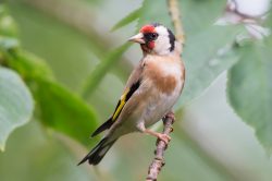 goldfinch-carduelis-carduelis-2