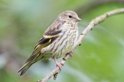 siskin-carduelis-spinus-2