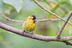 siskin-carduelis-spinus-3