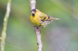 siskin-carduelis-spinus-5
