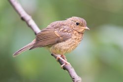 european-robin-erithacus-rubecula-4