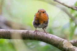 european-robin-erithacus-rubecula-5