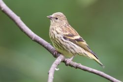 siskin-carduelis-spinus-6