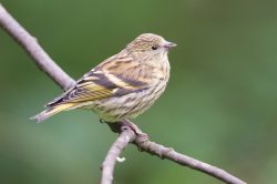 siskin-carduelis-spinus-7