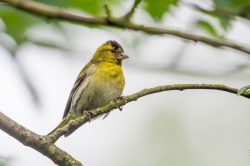 siskin-carduelis-spinus-8