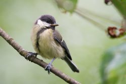 great-tit-parus-major-10