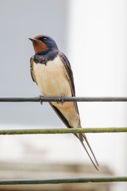 barn-swallow-hirundo-rustica