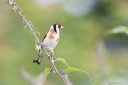 goldfinch-carduelis-carduelis-3