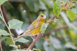 greenfinch-carduelis-chloris-2