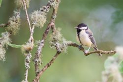 great-tit-parus-major-11