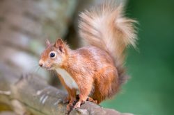 red-squirrel-sciurus-vulgaris-3