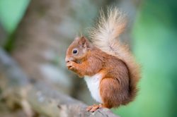 red-squirrel-sciurus-vulgaris-4