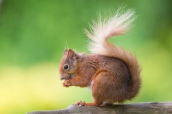 red-squirrel-sciurus-vulgaris-5