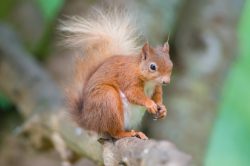 red-squirrel-sciurus-vulgaris-6