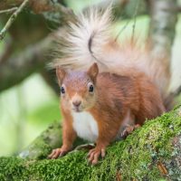 United Kingdom Wildlife