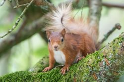 red-squirrel-sciurus-vulgaris