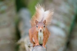 red-squirrel-sciurus-vulgaris-2