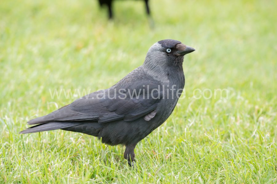 jackdaw-corvus-monedula