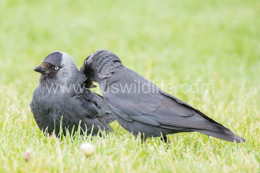 jackdaw-corvus-monedula-2