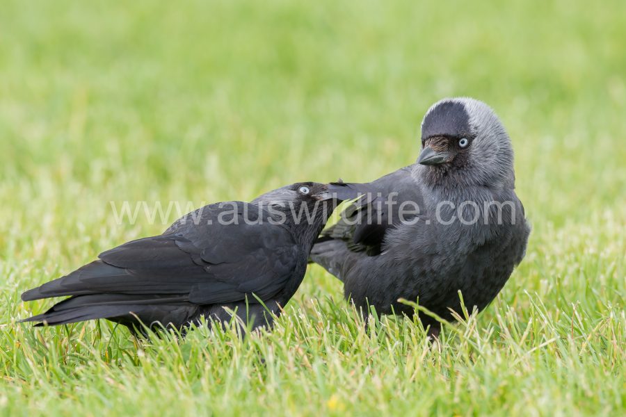 jackdaw-corvus-monedula-3
