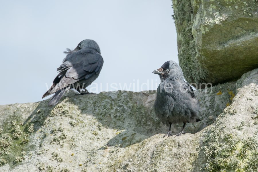 jackdaw-corvus-monedula-4