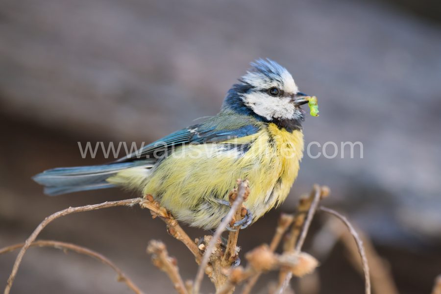 blue-tit-cyanistes-caeruleus-2