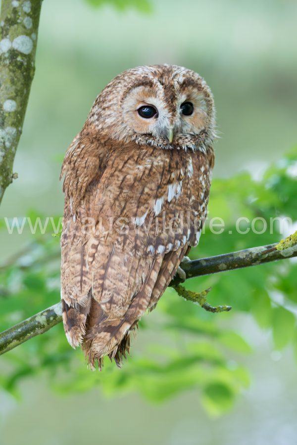 tawny-owl-strix-aluco-2