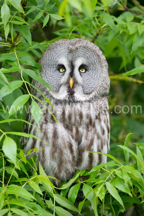 great-grey-owl-strix-nebulosa
