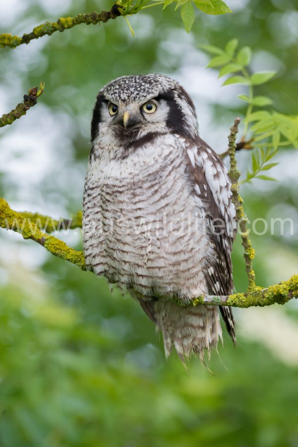 northern-hawk-owl-surnia-ulula