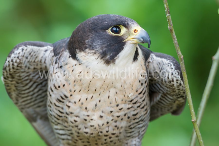 peregrine-falcon-falco-peregrinus-5