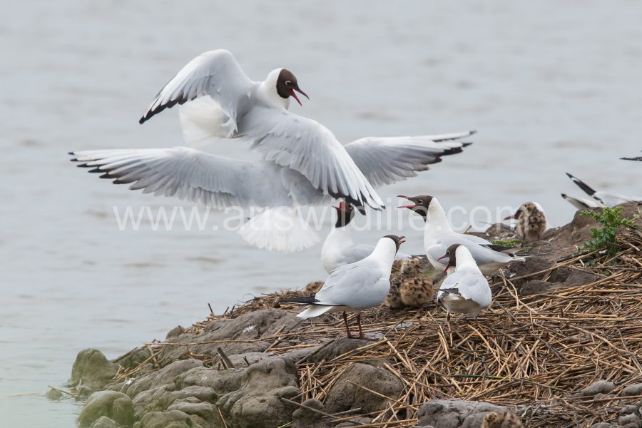 black-headed-gulls-chroicocephalus-ridibundus