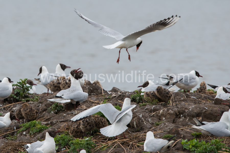 black-headed-gulls-chroicocephalus-ridibundus-2