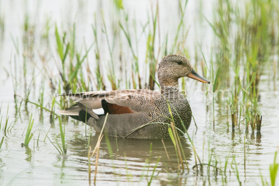 gadwall-anas-strepera