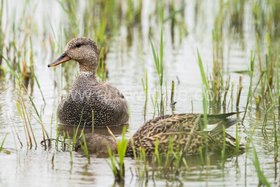 gadwall-anas-strepera-2