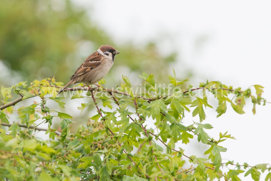 tree-sparrow-passer-montanus