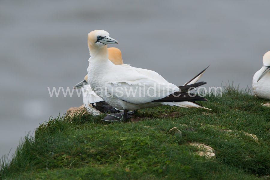 northern-gannet-morus-bassanus-2
