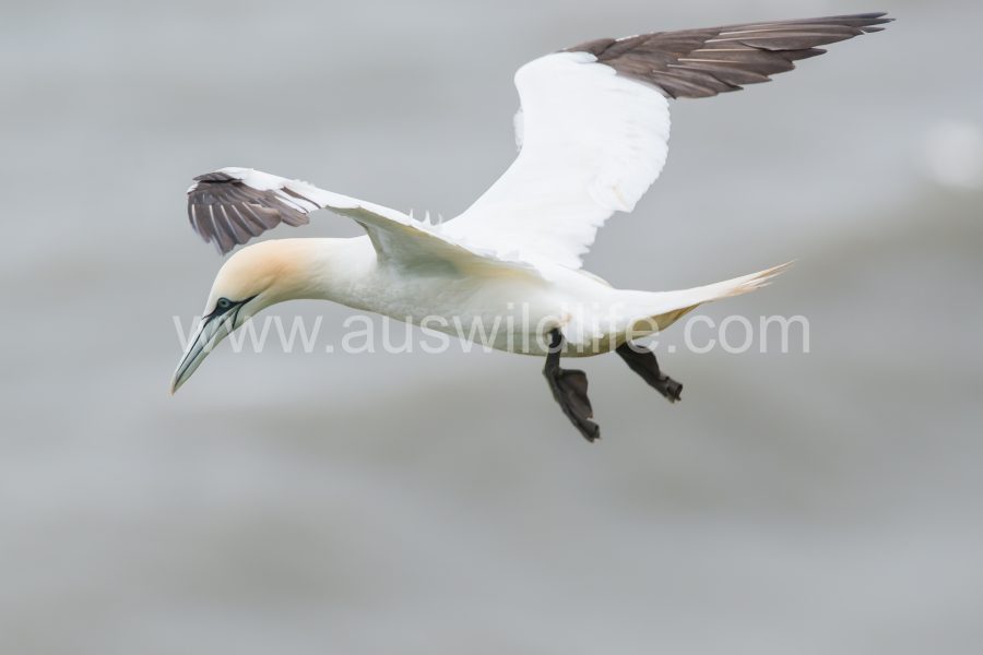 northern-gannet-morus-bassanus-3
