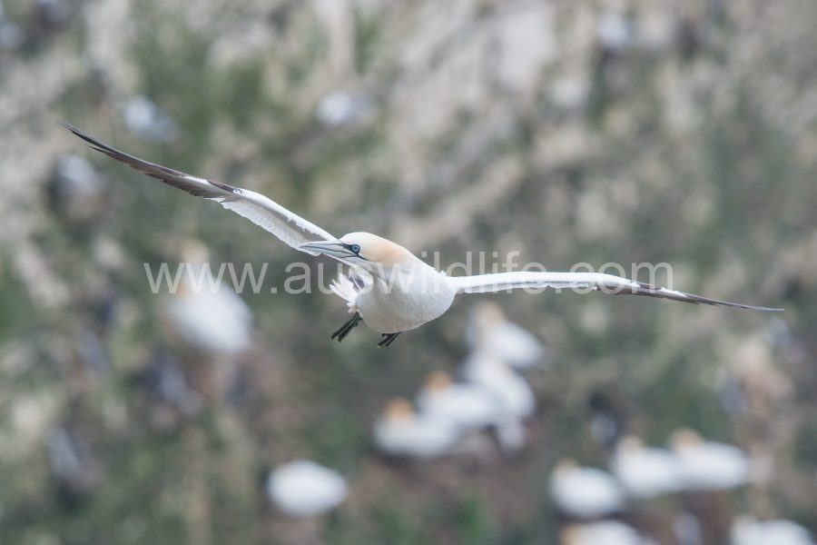 northern-gannet-morus-bassanus-4