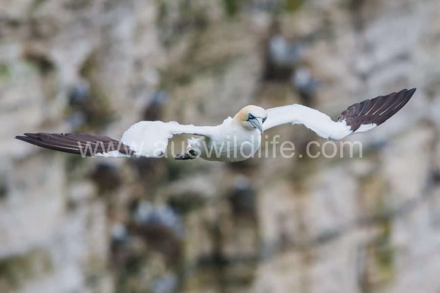 northern-gannet-morus-bassanus-5