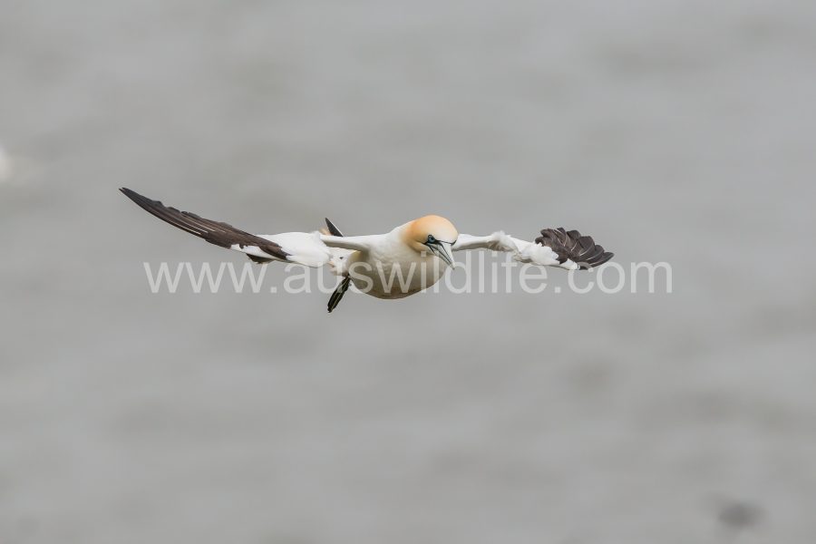 northern-gannet-morus-bassanus-6